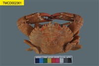 藏品(顆粒蟳)的圖片